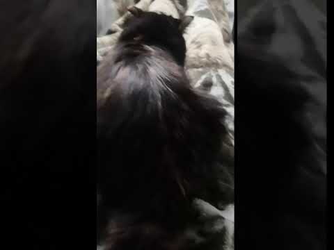 попка - YouTube