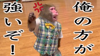 お猿さんを飼ってみたい？この動画を見てから言ってください。 - YouTube