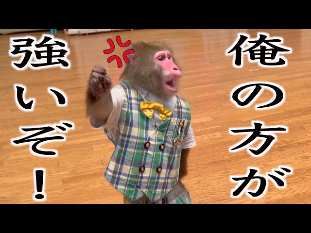 おサルさん お猿さんを飼ってみたい？この動画を見てから言ってください。 - YouTube
