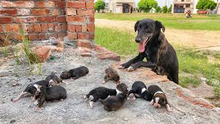 She Used Her Last Strength… Moving 9 Puppies.
