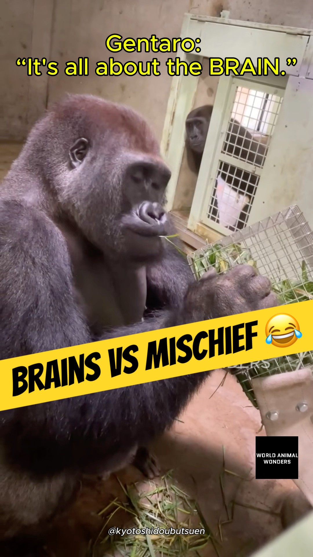 Gentaro & Kintaro: Brains vs Mischief! - YouTube