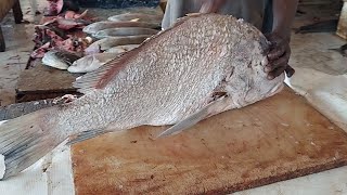 Big Grouper Fish Cutting | Fast Cutting Skills | FishHunter