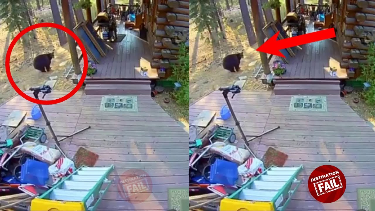 Postman Got Scared by Bear in Tahoe - Unexpected Guest - YouTube