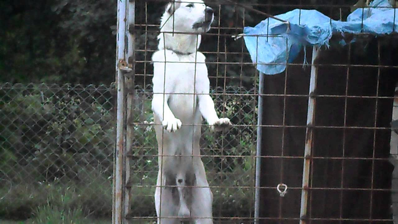 SREDNJE AZIJSKI OVCAR LIPOVICA