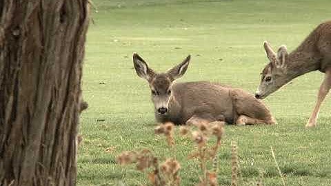 SDG 15 - Life on Land