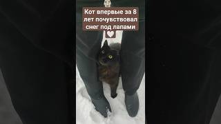 Он видел снег только из окна🥺 Ему очень страшно и он жмётся к моим ногам #котики