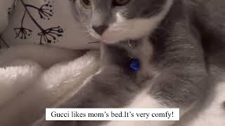 Gucci feels comfortable! #animal #cute #cat #kitten #pet