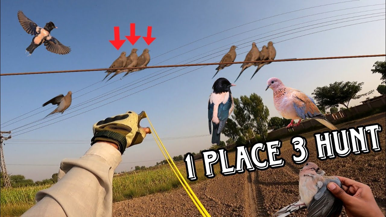 Take advantage of the fresh morning to hunt for food – Dove hunting using Slingshot