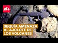 Ajolote de los volcanes en peligro por la sequía - N+