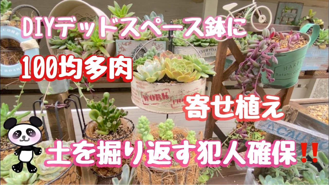 多肉植物 151 ゼロから始める多肉棚 デッドスペース鉢に100均多肉寄せ植え Youtube