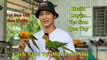 Huấn Luyện Vẹt Sun Conure Qua Tay Và Cách Nuôi Chim Non