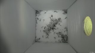 Nestbox 20190217/17:00 - 24 frames with movement