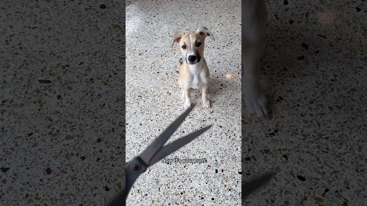 My dog and puppy react to crazy arts and craft experiment