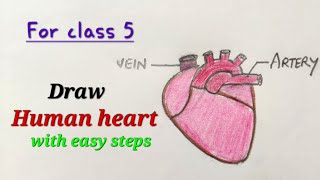 Human heart drawing for class 5, how to draw human heart easy for class 5, drawing human heart