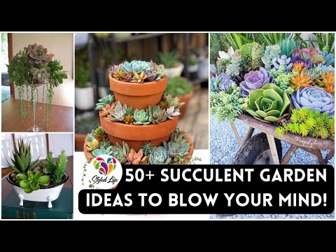 50+ Succulent Garden