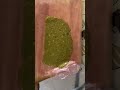 It yummy 🤤 #food #turtlelove #fruit #turtlelover #camping #cooking #streetfood #shortvideo #shorts