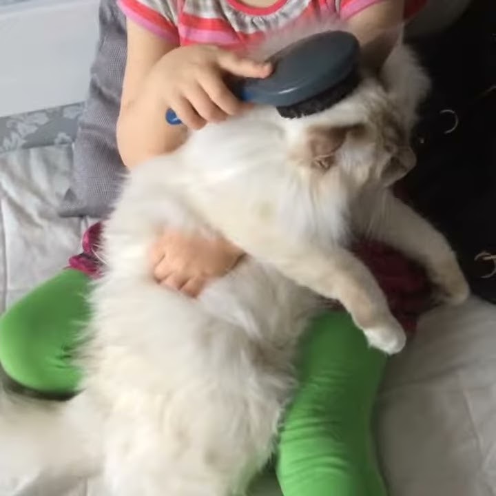 Birman Cats and Children (@our_purrfect_family)