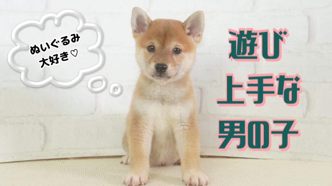 豆柴子犬 6/19 男の子♂商談中 | 日本犬豆柴育成普及会 摂州宝山荘