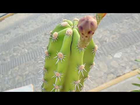 Como florece el cactus Echinopsis Pachanoi. (San Pedro)