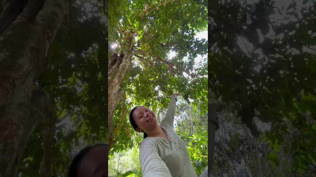 LANZONES | Picking Fruits in our Farm| ProvinceLife 