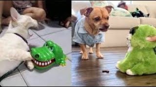 Gülme Kri̇zi̇ne Sokacak Komi̇k Hayvan Vi̇deolari̇