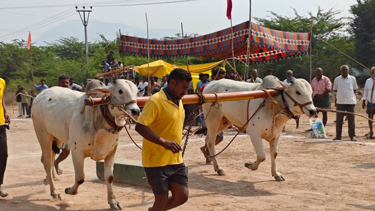 పాపినేని పల్లె గ్రామం 2 పళ్ళు విభాగం 4 వ జత PSP BULLS 3158.10