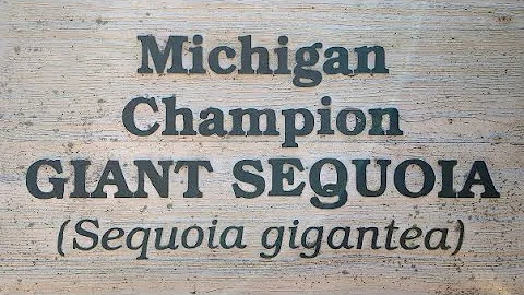 Michigan Giant Sequoias