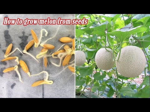 How to grow melon from seeds, sprouting after 3 days