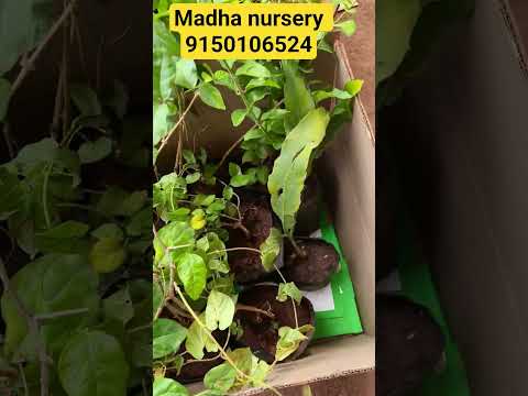 8 types of Jasmine plants..... dispatched to ap customer. #shorts #trending #viral #flowers