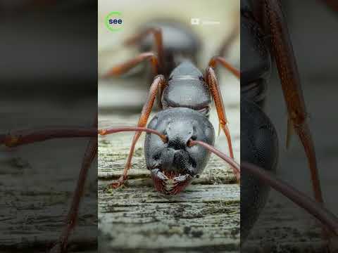 مصور يستخدم عدسة مخصصة لالتقاط صورة مذهلة لوجه نملة عن قرب شاهد كيف يبدو