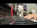 Man Serenades Cat with Sweet Song on Piano  || ViralHog