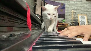 Man Serenades Cat with Sweet Song on Piano || ViralHog Man Serenades Cat with Sweet Song on Piano || ViralHog