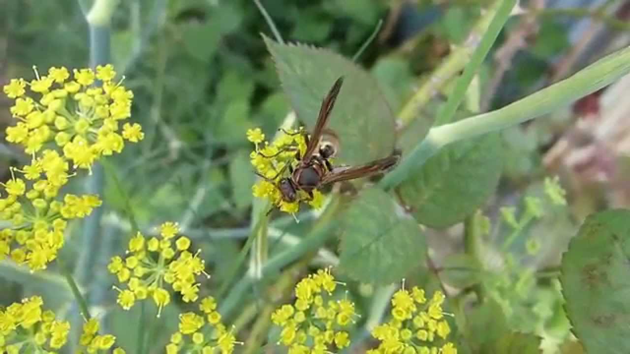 Japanese Paper Wasp on Fennel キボシアシナガバチ♀がフェンネルを訪花吸蜜 YouTube