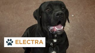 Pinal Pets Episode 112  Electra