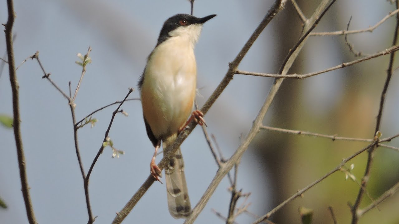 The Voice of Ashy Prinia | Prinia socialis | Shakambhari Conservation Reserve