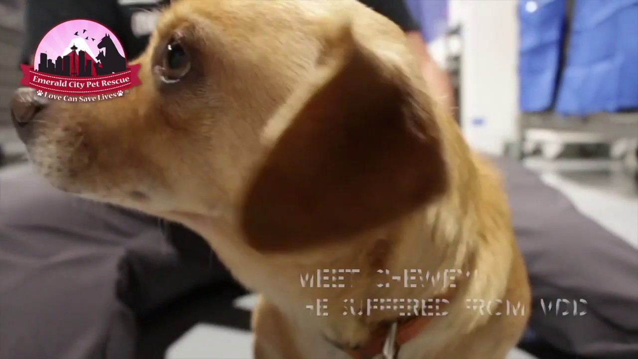 dog adoption mauritius Chewey Can Walk!!