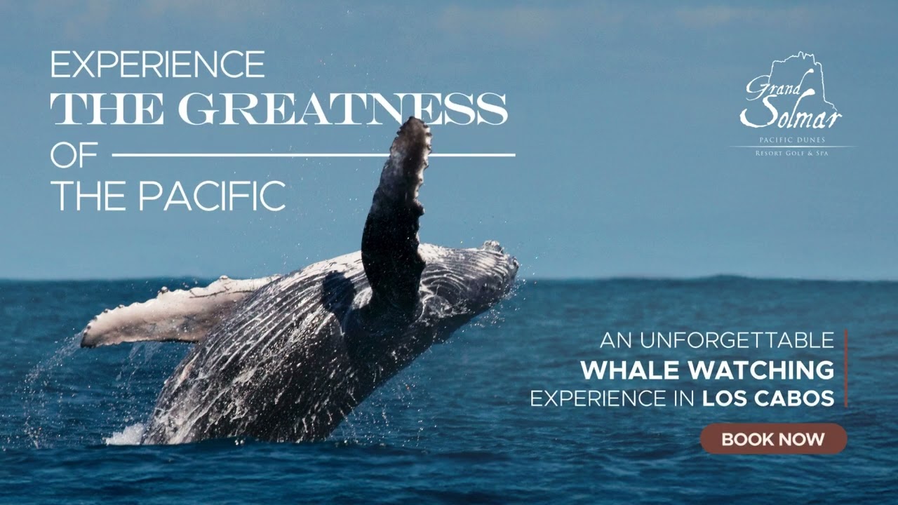 Between Desert and Sea: Grand Solmar Pacific Dunes Whale Adventure