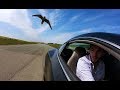 The fastest animal on the planet / Peregrine Falcon vs. an Aston Martin Vanquish V12