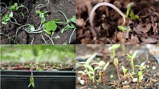 Are your seedlings dying ??  Causes and Remedies