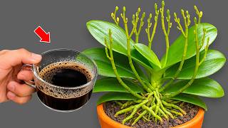 🌸1 Cup per week – The secret to helping orchids grow strong roots and bloom continuously! screenshot 2