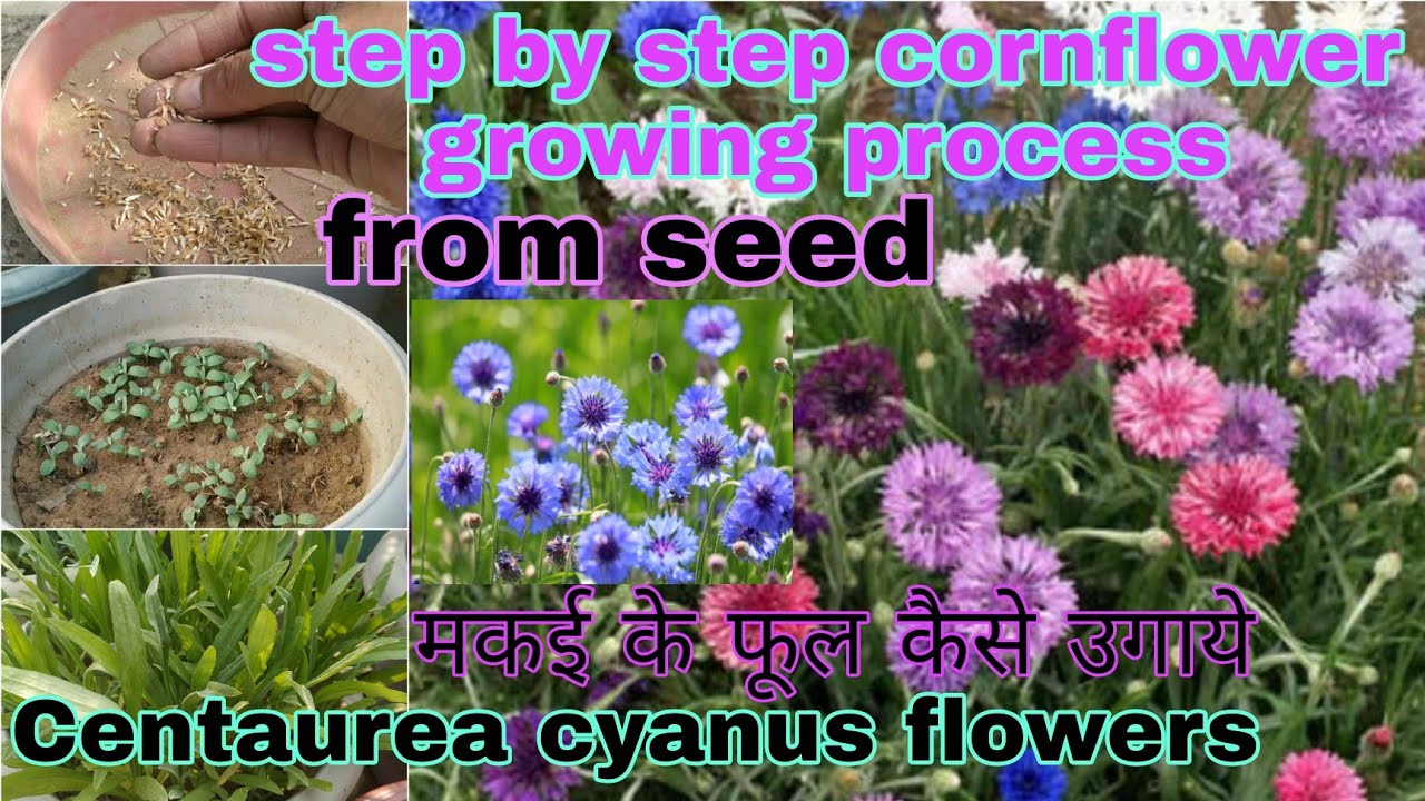 How to grow cornflower from seed with update till flowerबीज से मकई फूल