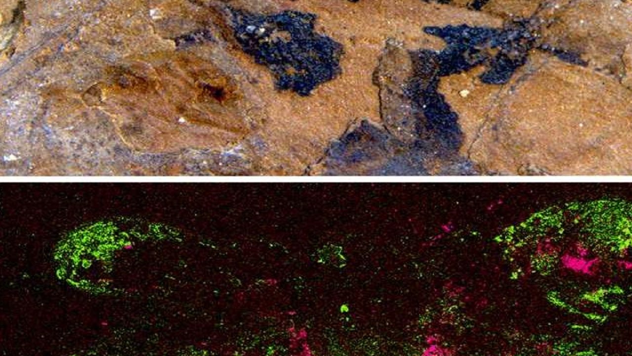 520-million-year-old arthropod brains turn paleontology on its head