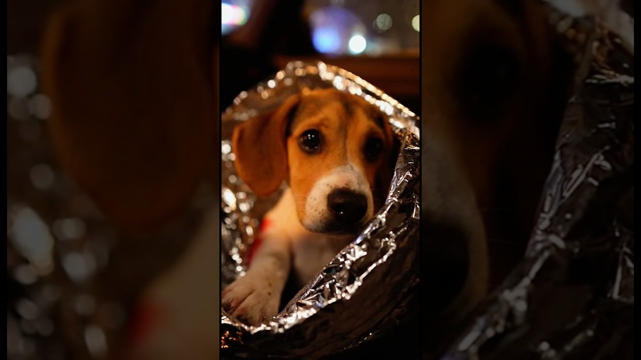 What Can You Do in 8 Minutes? I Saved Her Life 🐾 