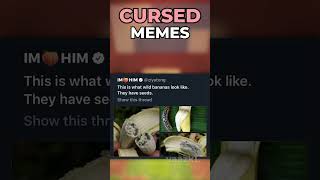 Cursed Memes Are Funny