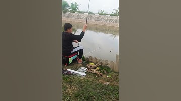 Nhịp Phao Cá Rô Phi ăn mồi  #cauca #caucathiennhien #câucárôphi