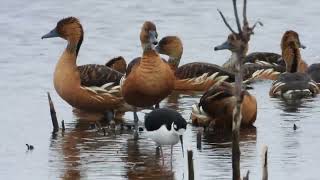 Fulvous Whistling Ducks Foraging