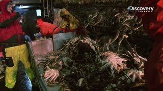 Deadliest Catch - Livelihoods On The Line
