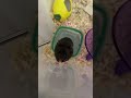 Тгк: Dohodyaga03 Наша принцесса 👑🐹😍 #домашниеживотные #hamster #милота #сирийскийхомяк