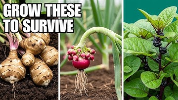 15 Crops to Grow To Survive Difficult Times!