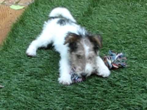 Mr Murray the wire-haired fox terrier puppy